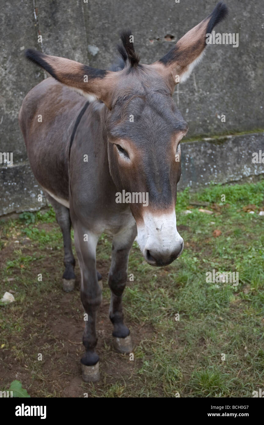 donkey at Ticino Park near Ticino river, Lombardia, Italy Stock Photo