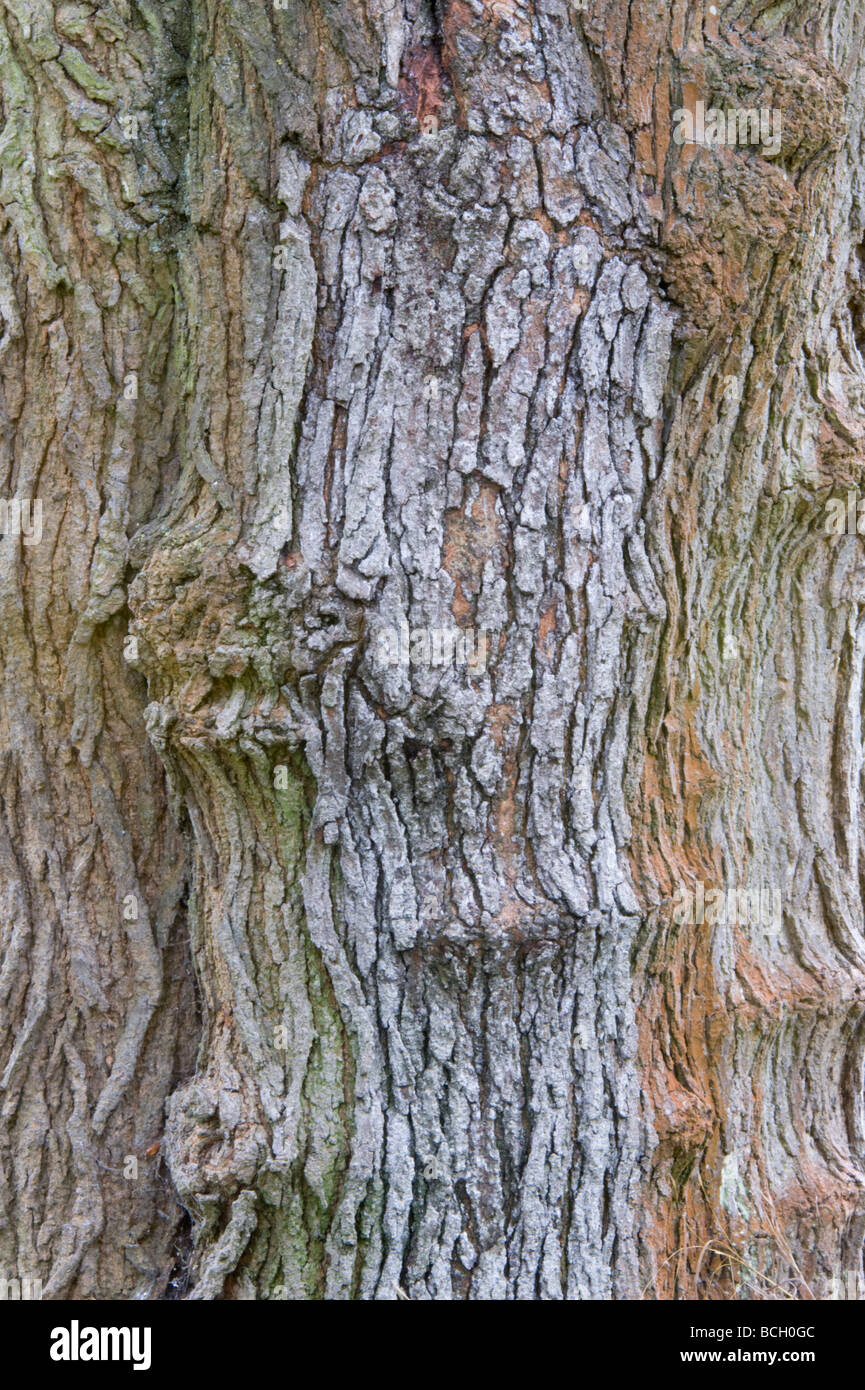 White Mulberry (Morus alba) bark close up Stock Photo