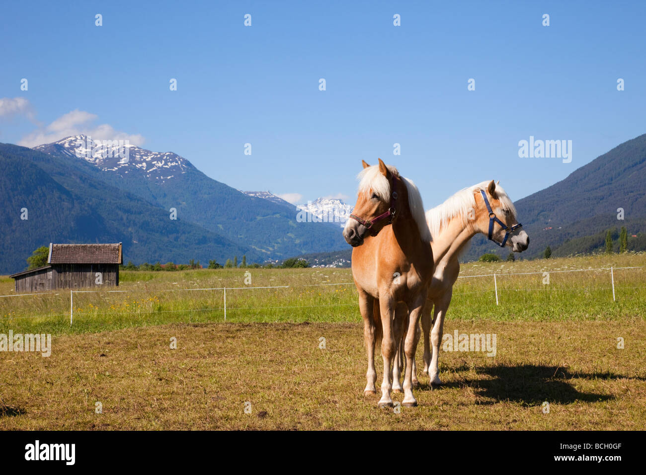 Tarrenz Tyrol Austria Europe June Two Palomino horses in the alpine Gurgl valley in summer Stock Photo