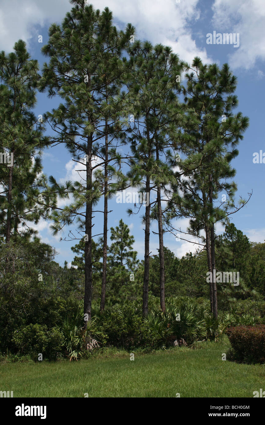 Longleaf pine trees, Florida.  (Pinus Palustris) Stock Photo