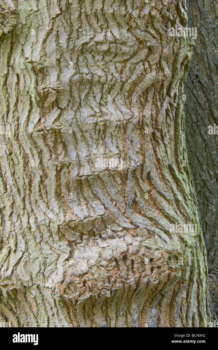 White Mulberry (Morus alba) close up bark garden Cambridgeshire England UK Europe Stock Photo