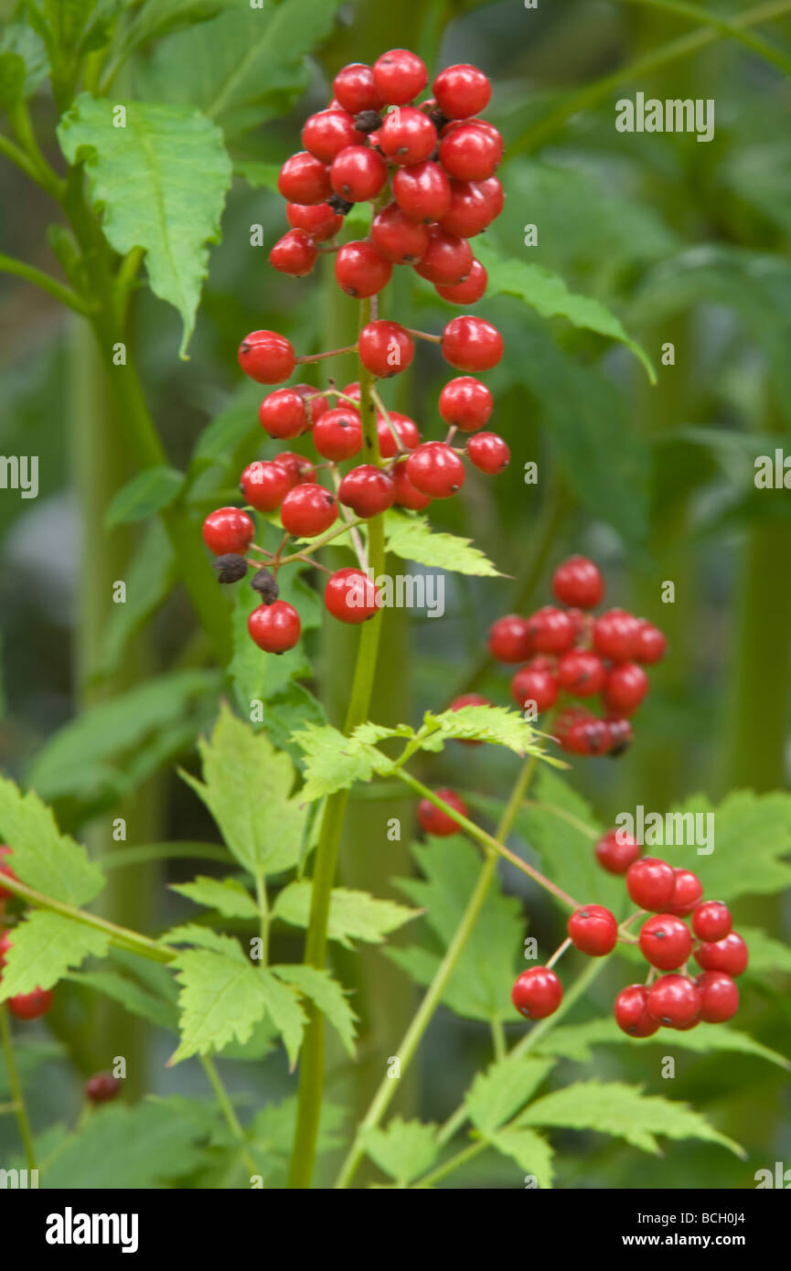 Red baneberry (Actaea rubra) berries garden Cambridgeshie England UK July Stock Photo