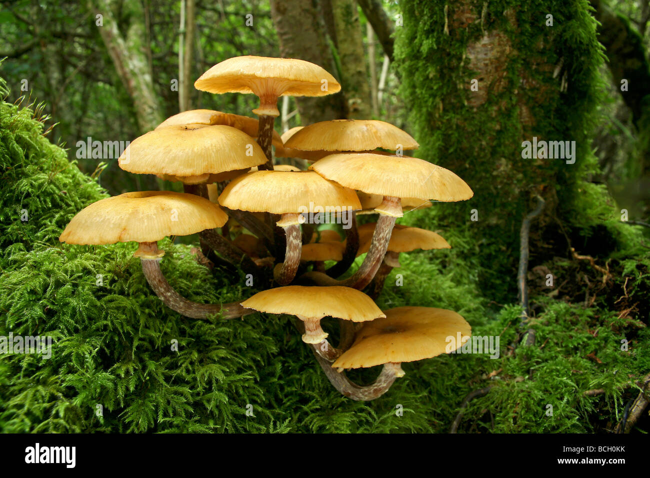 Honey Fungus (Armillaria mellea) growing from the base of a tree Stock