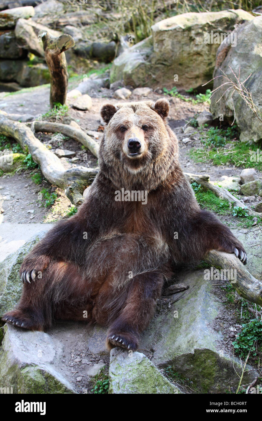 Portrait Of Brown Bear Sitting Outdoors Stock Photo Alamy