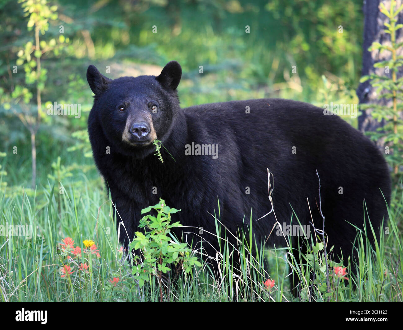 Canada Alberta Banff National Park black bear ursus americanus Stock Photo