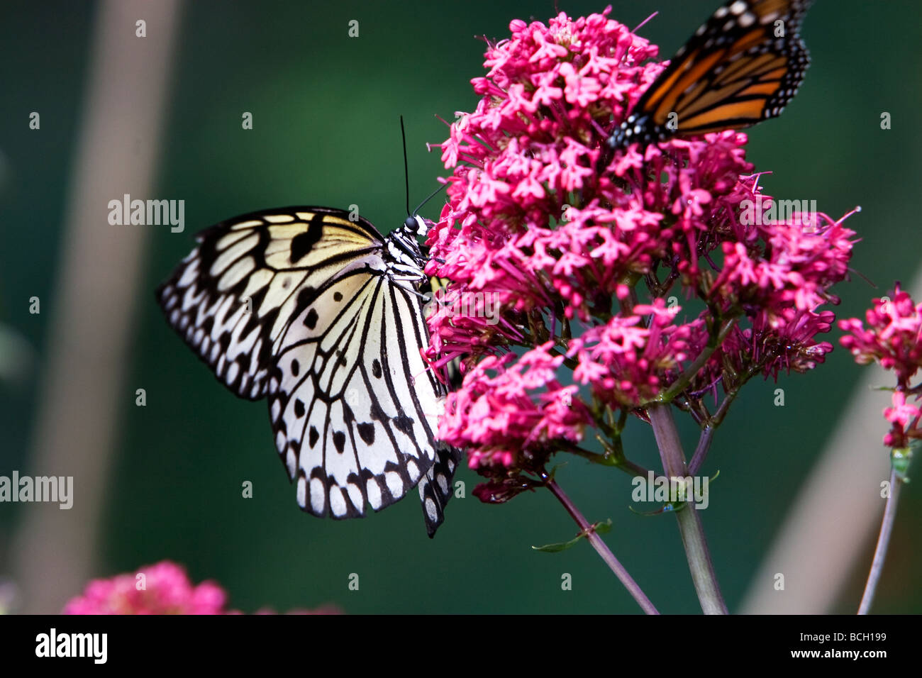 Monarch Butterfly Danaus plexippus on a flower Stock Photo - Alamy