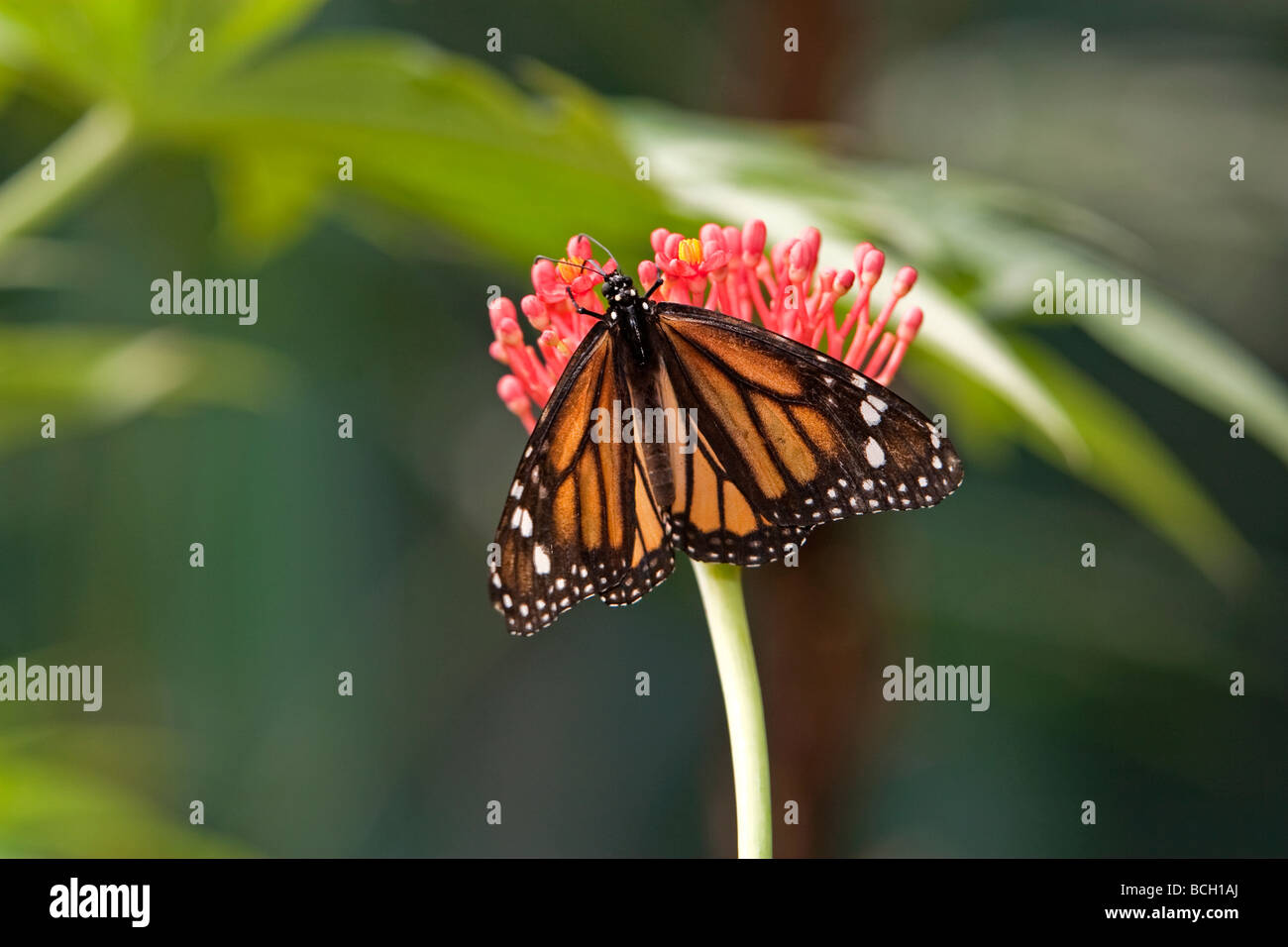 Monarch Butterfly Danaus plexippus on a flower Stock Photo - Alamy
