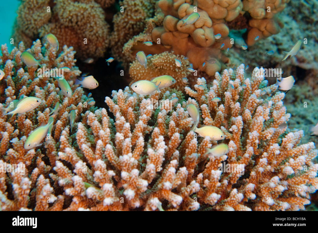 Small fish stay close to large coral heads for shelter as a survival strategy. Stock Photo