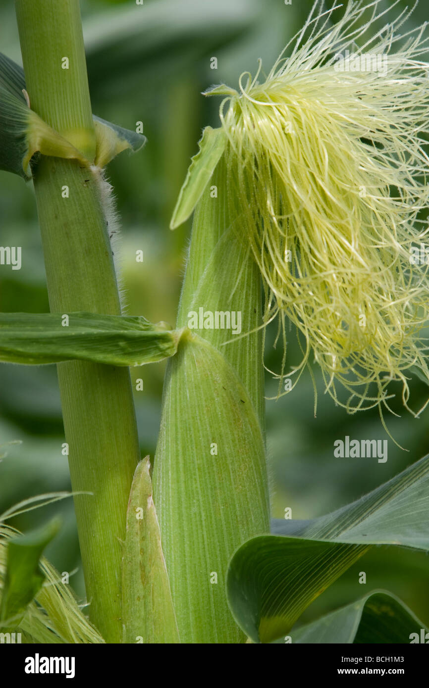 Unripe corn on Garsons pick your own farm in Esher, United Kingdom