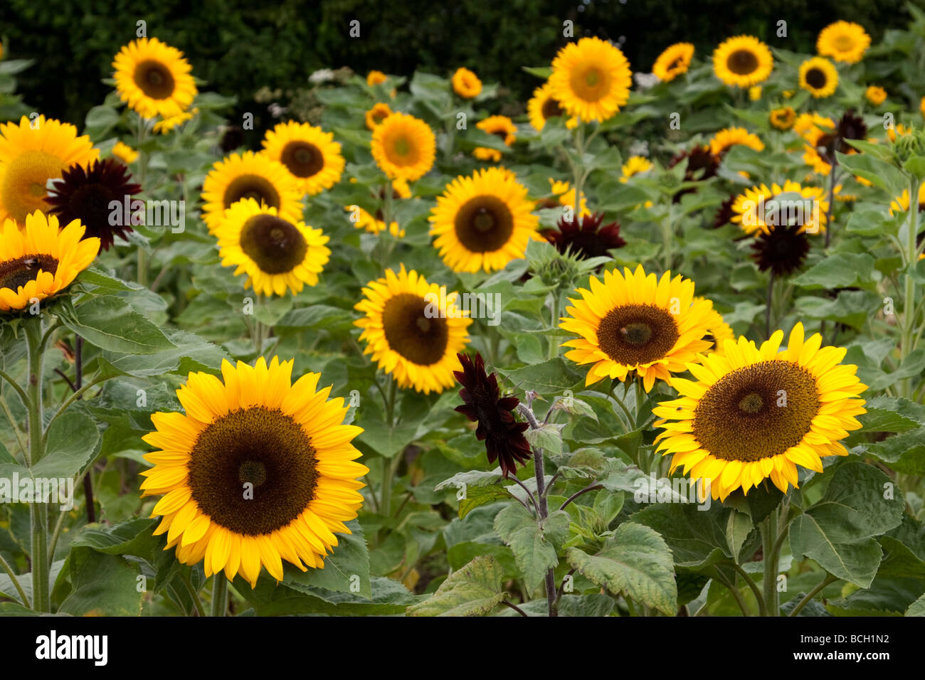 Sunflower field on Garsons pick your own farm in Esher, United Kingdom