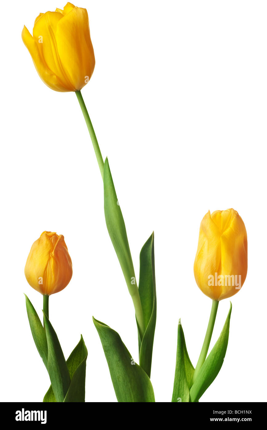 spring tulips flower isolated on white background Stock Photo - Alamy