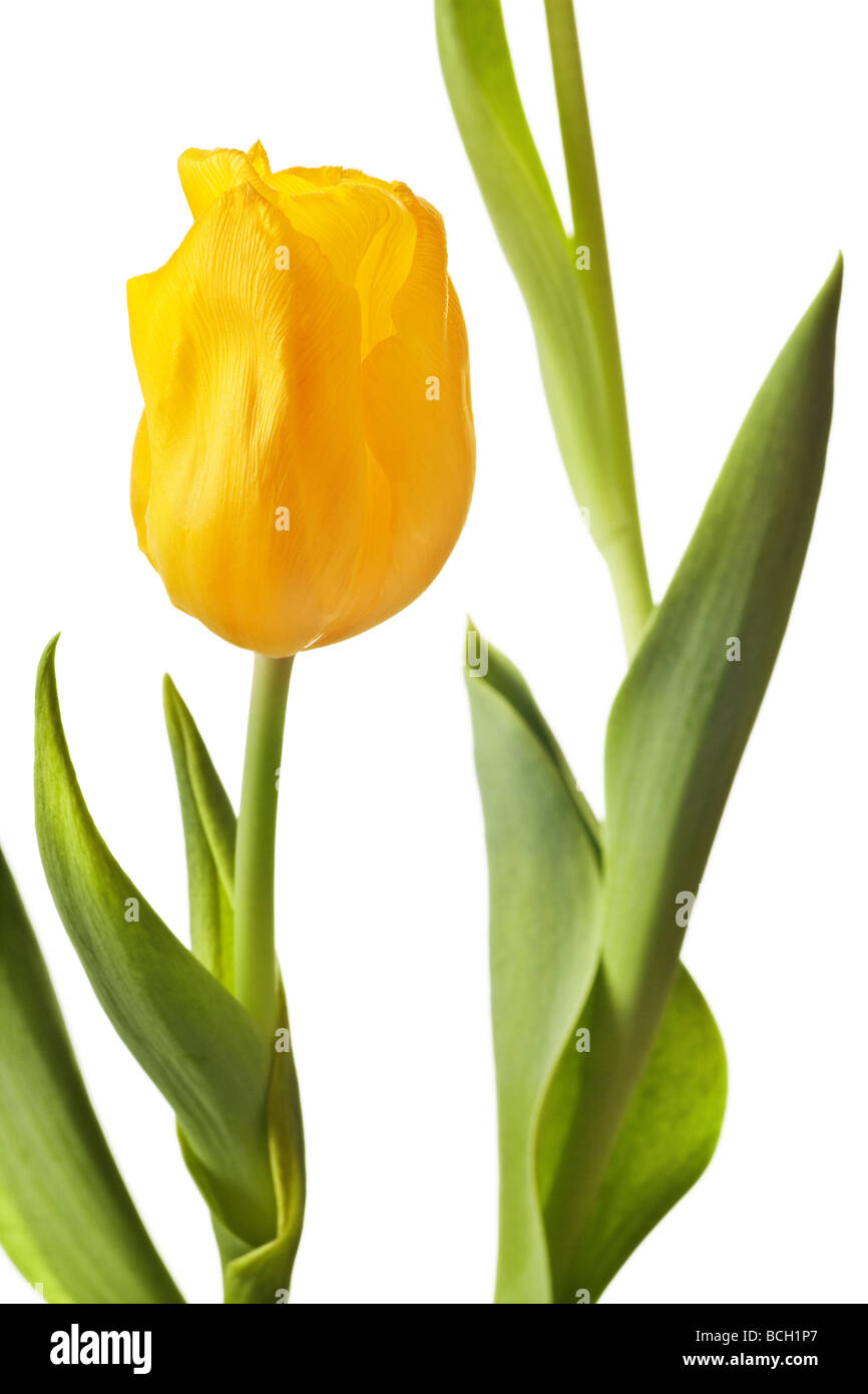 spring tulips flower isolated on white background Stock Photo - Alamy