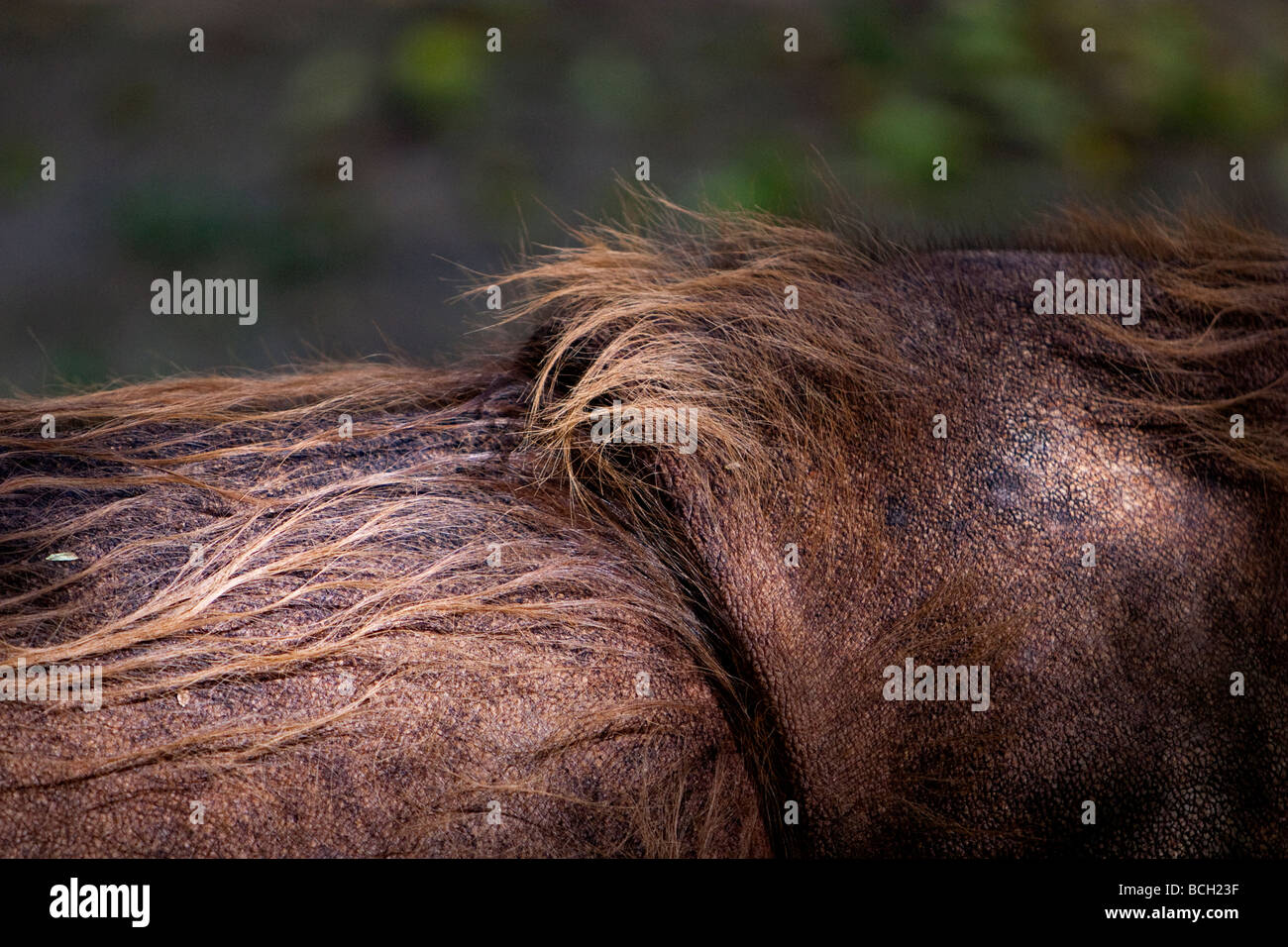 Sumatran Rhinoceros Dicerorhinus sumatrensis Stock Photo Alamy