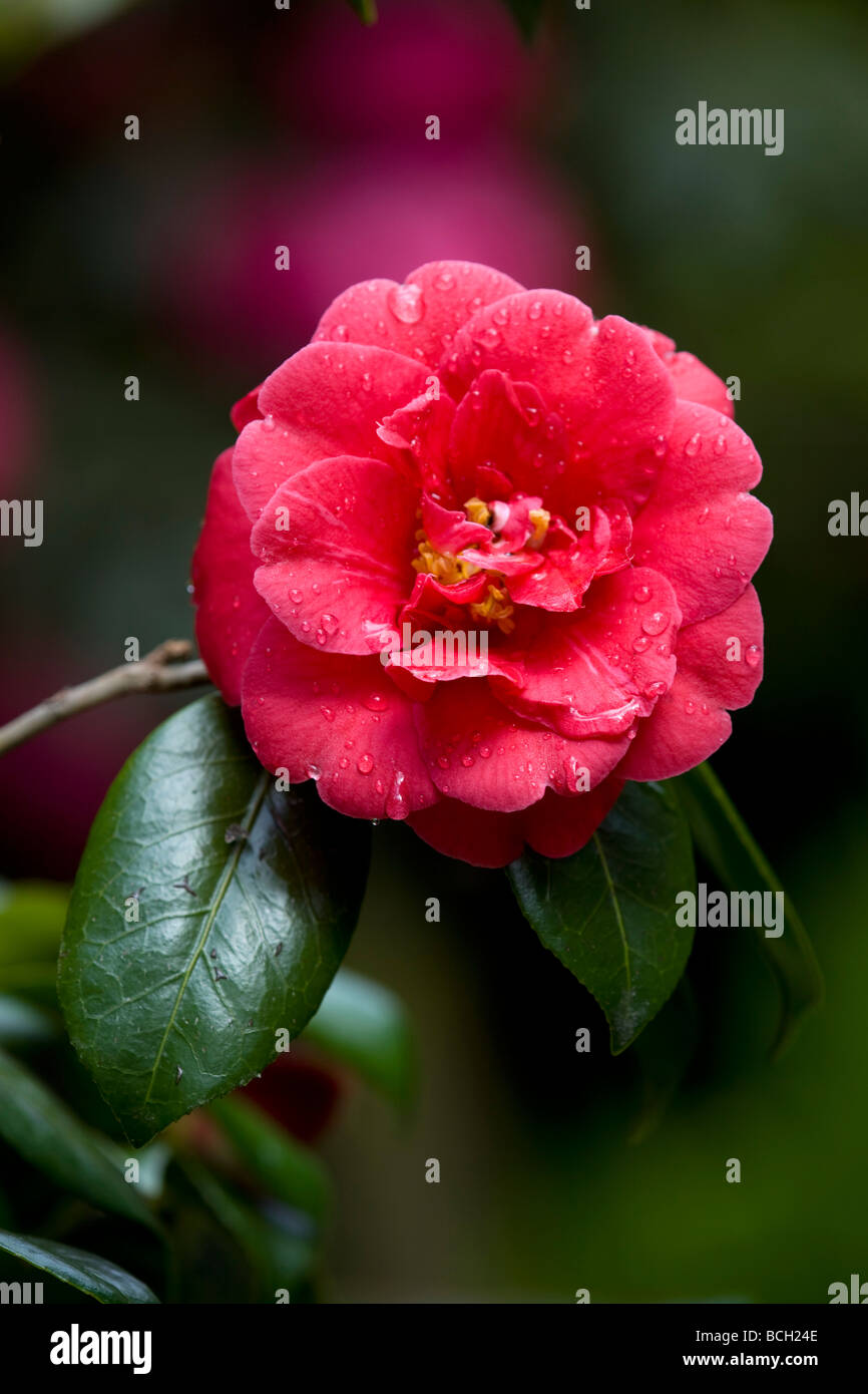 camellia in shade spring cornwall Stock Photo
