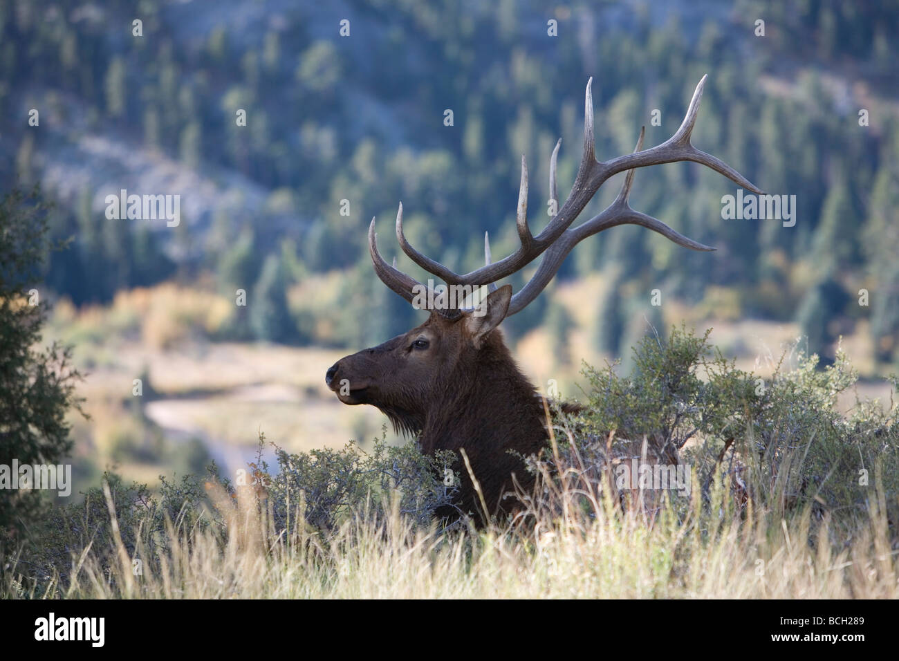 Elk bugling in Estes Park, Colorado in the fall Stock Photo - Alamy