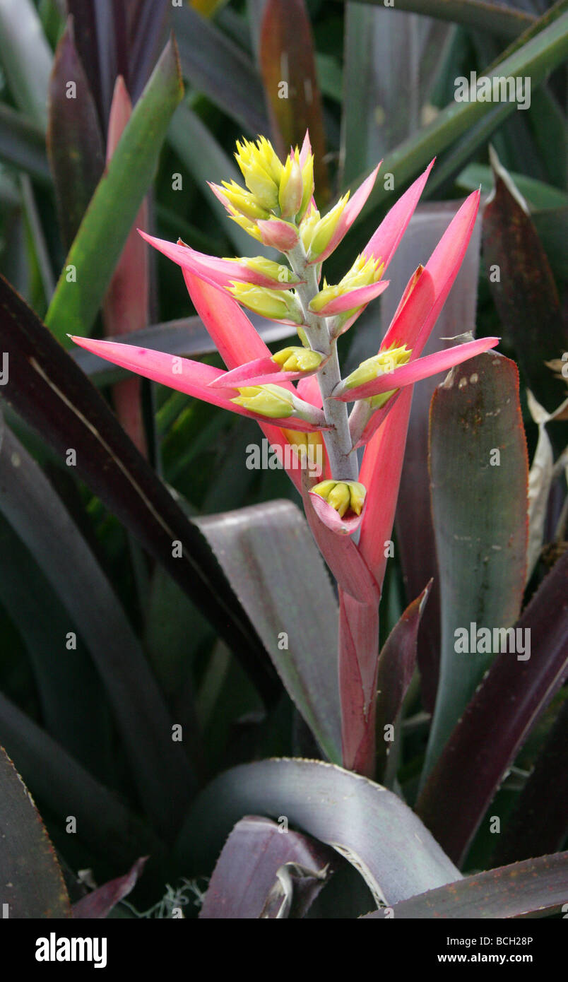Aechmea aquilega, Bromeliaceae, South America Stock Photo