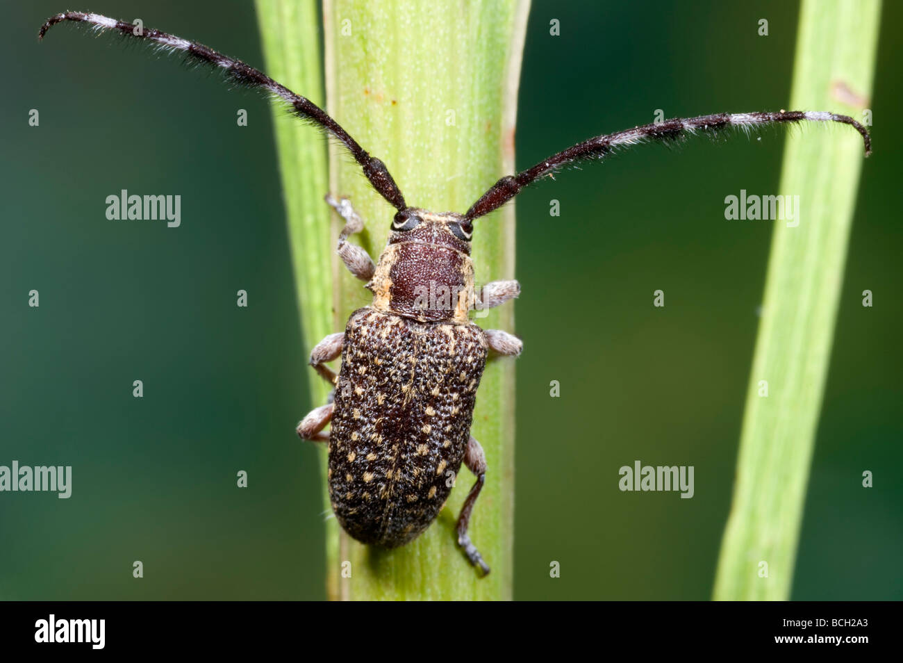 Austrlain longhorned or longicorn beetle Stock Photo