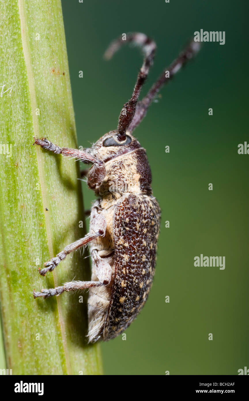 Longhorned Beetle High Resolution Stock Photography and Images - Alamy