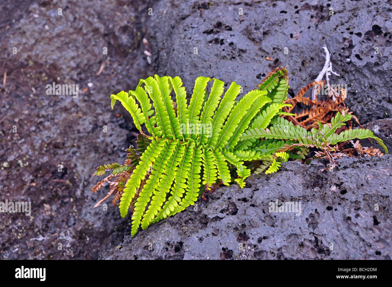 Lava rock with plant hires stock photography and images Alamy