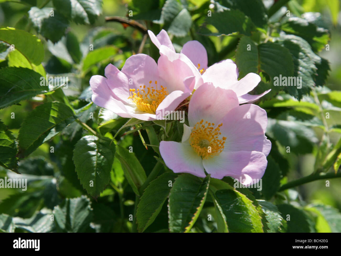 Dog Rose, Rosa canina, Rosaceae Stock Photo
