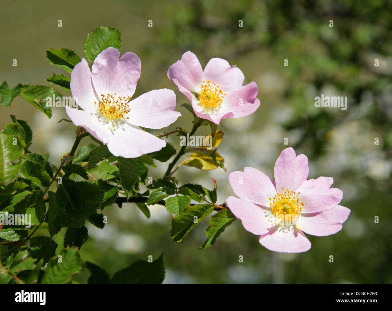 Dog Rose, Rosa canina, Rosaceae Stock Photo