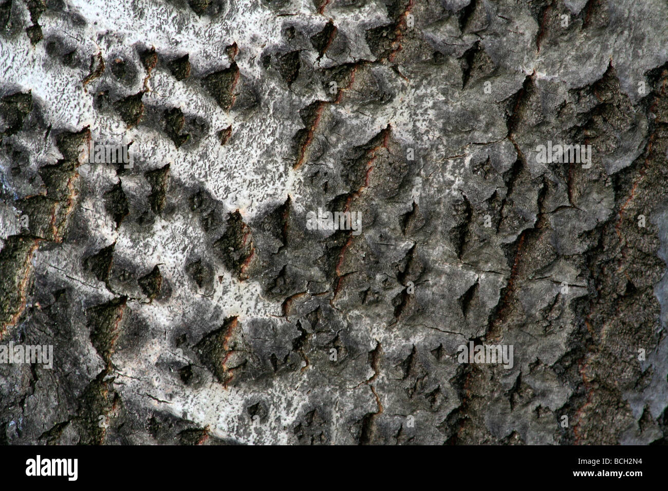 Bark wood texture hi-res stock photography and images - Alamy