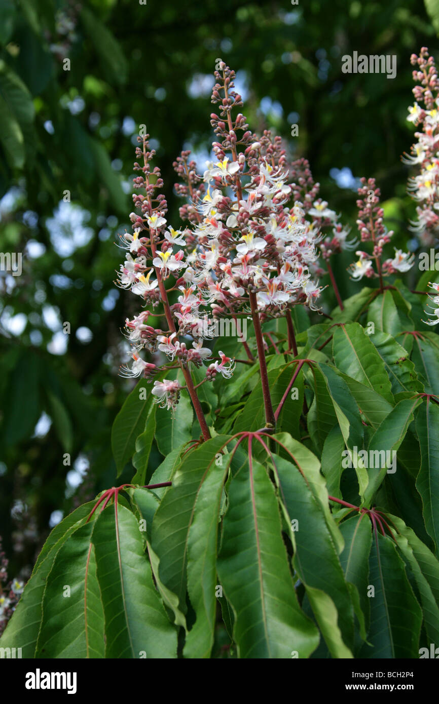 Indian Horse Chestnut, Aesculus indica, Hippocastanaceae, Himalayas, Asia Stock Photo