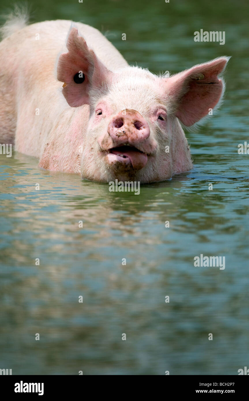 https://c8.alamy.com/comp/BCH2P7/a-large-hog-sticks-out-his-tongue-while-cooling-off-in-a-pond-on-a-BCH2P7.jpg