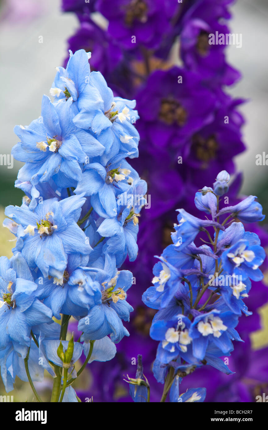 Blue delphinium purple hi-res stock photography and images - Alamy