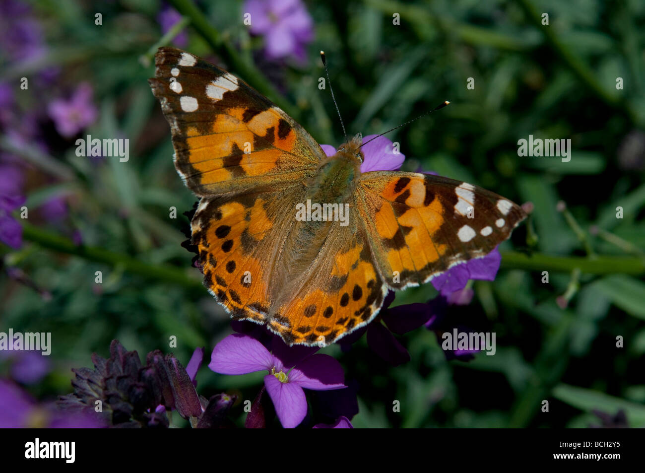 Painted lady butterfly Cynthia cardui West Sussex England UK Stock Photo
