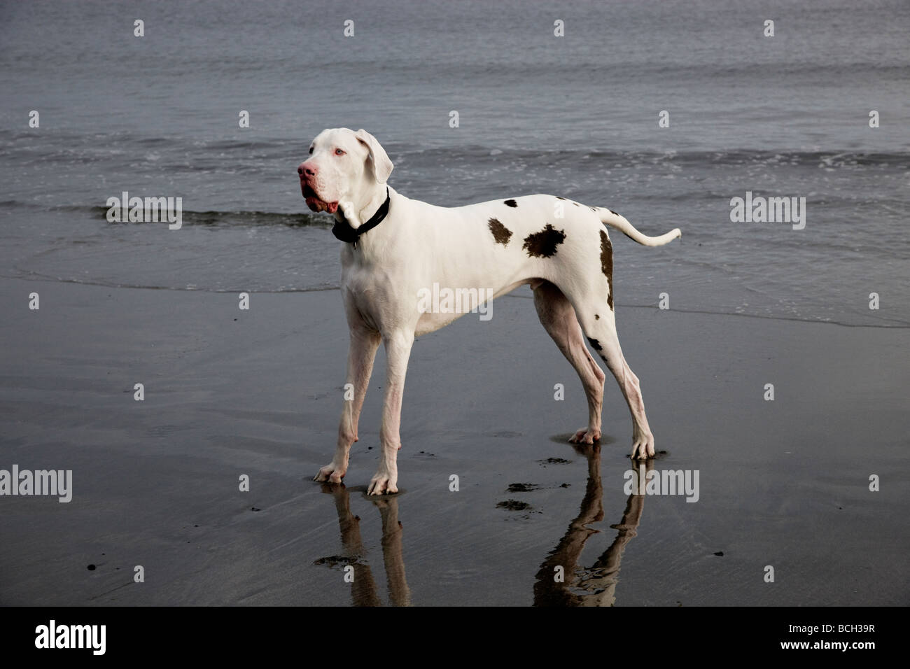 White Harlequin Great Dane male two years old on the beach. Stock Photo