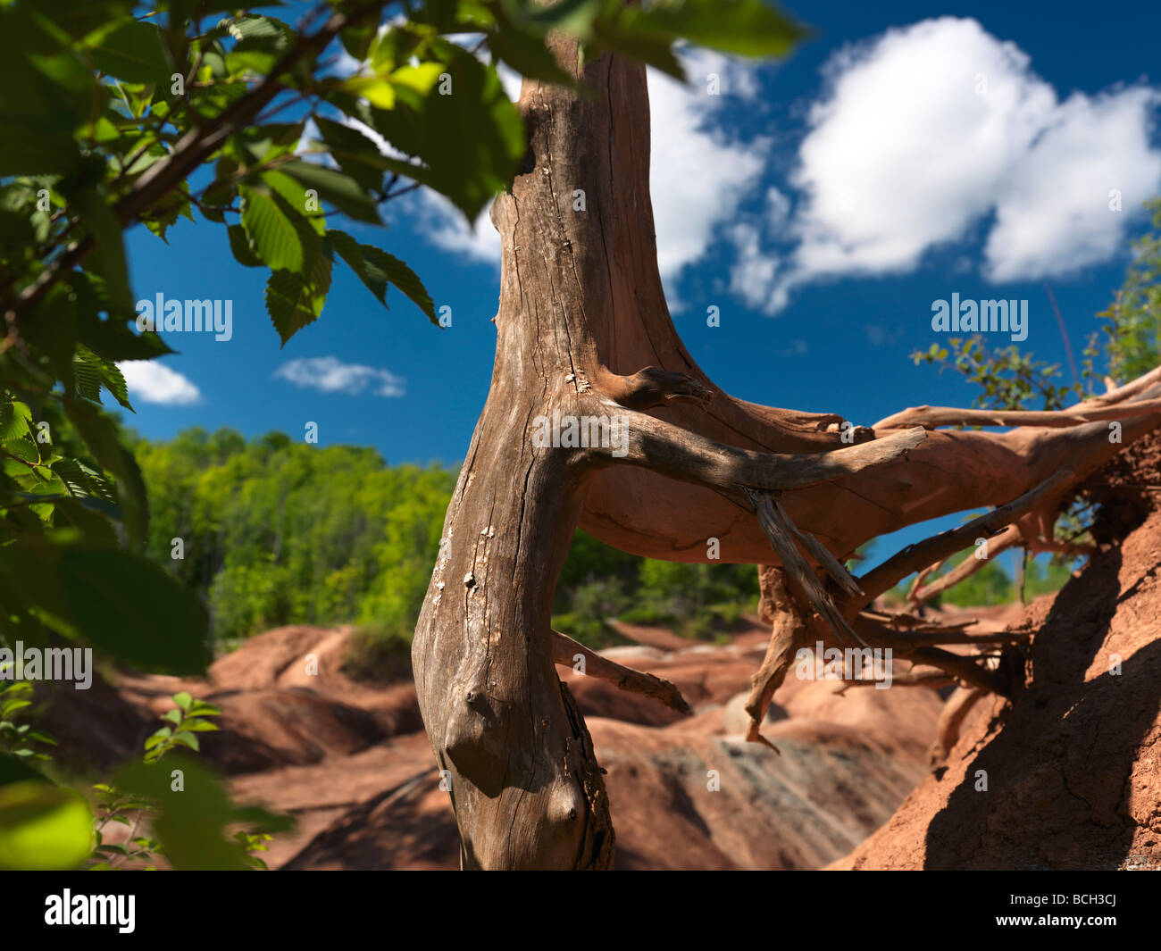 Curled dead tree roots sticking out of dry eroded soil Stock Photo Alamy