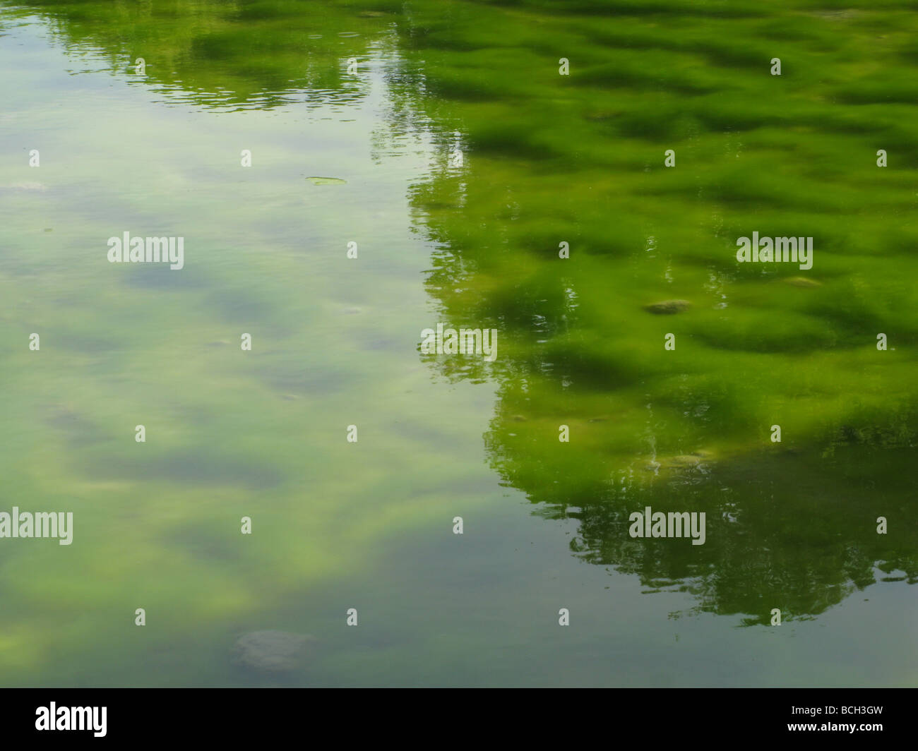 green alga in shallow pond Stock Photo - Alamy