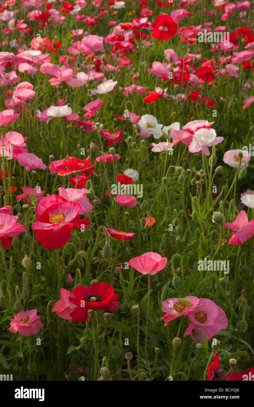 Poppies field hi-res stock photography and images - Alamy