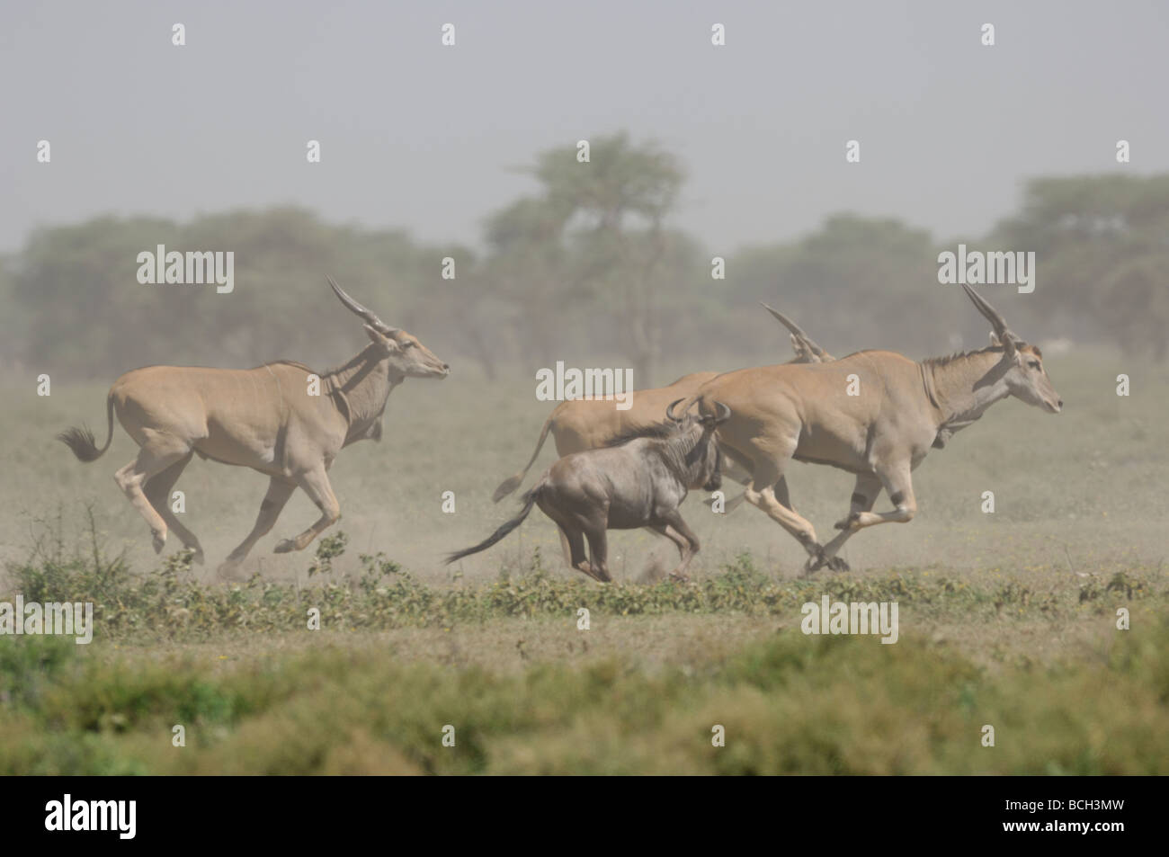 Stock photo of an eland and wildebeest stampede, Ndutu, Tanzania, February 2009. Stock Photo
