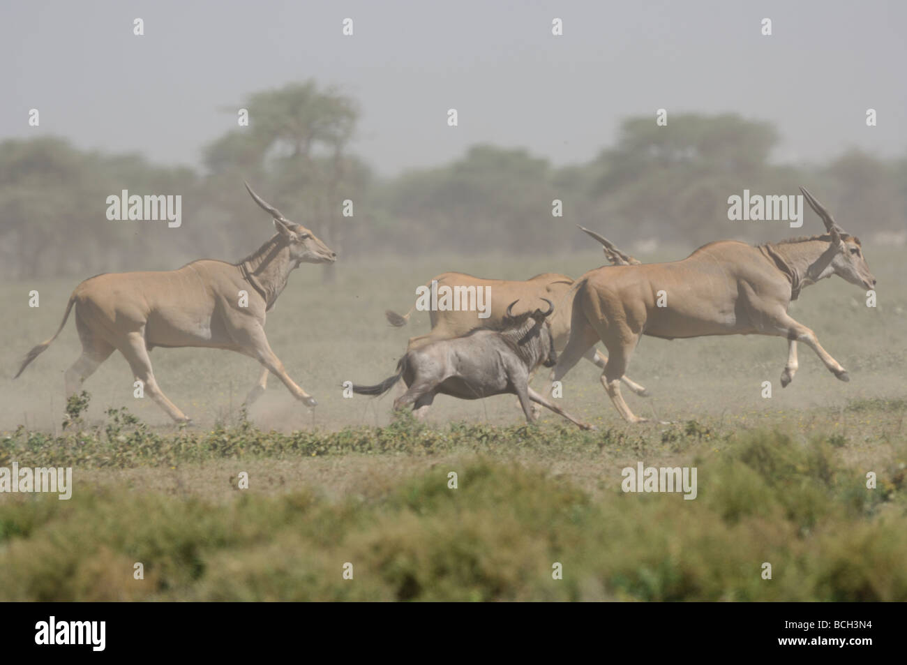 Stock photo of an eland and wildebeest stampede, Ndutu, Tanzania, February 2009. Stock Photo