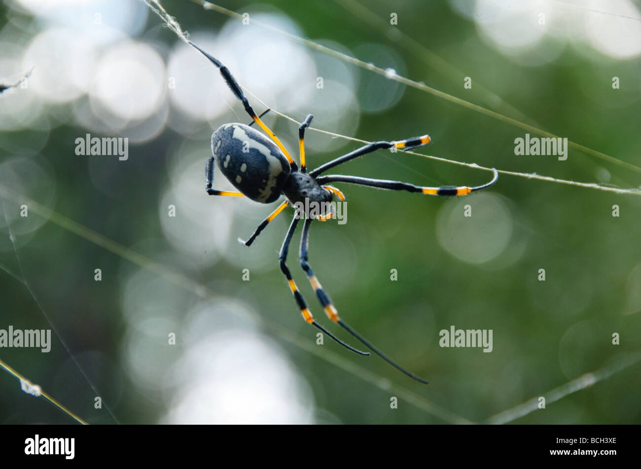 Zebra Spider spinning a web in Waterberg National Park in Namibia Stock Photo