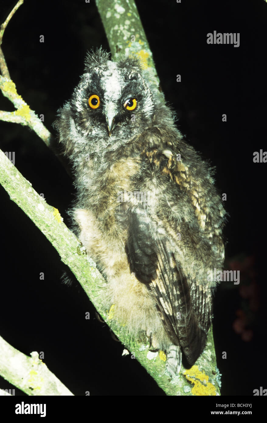 A young owl being hand reared after it was picked-up from the ground when it was about 5 days old. Stock Photo