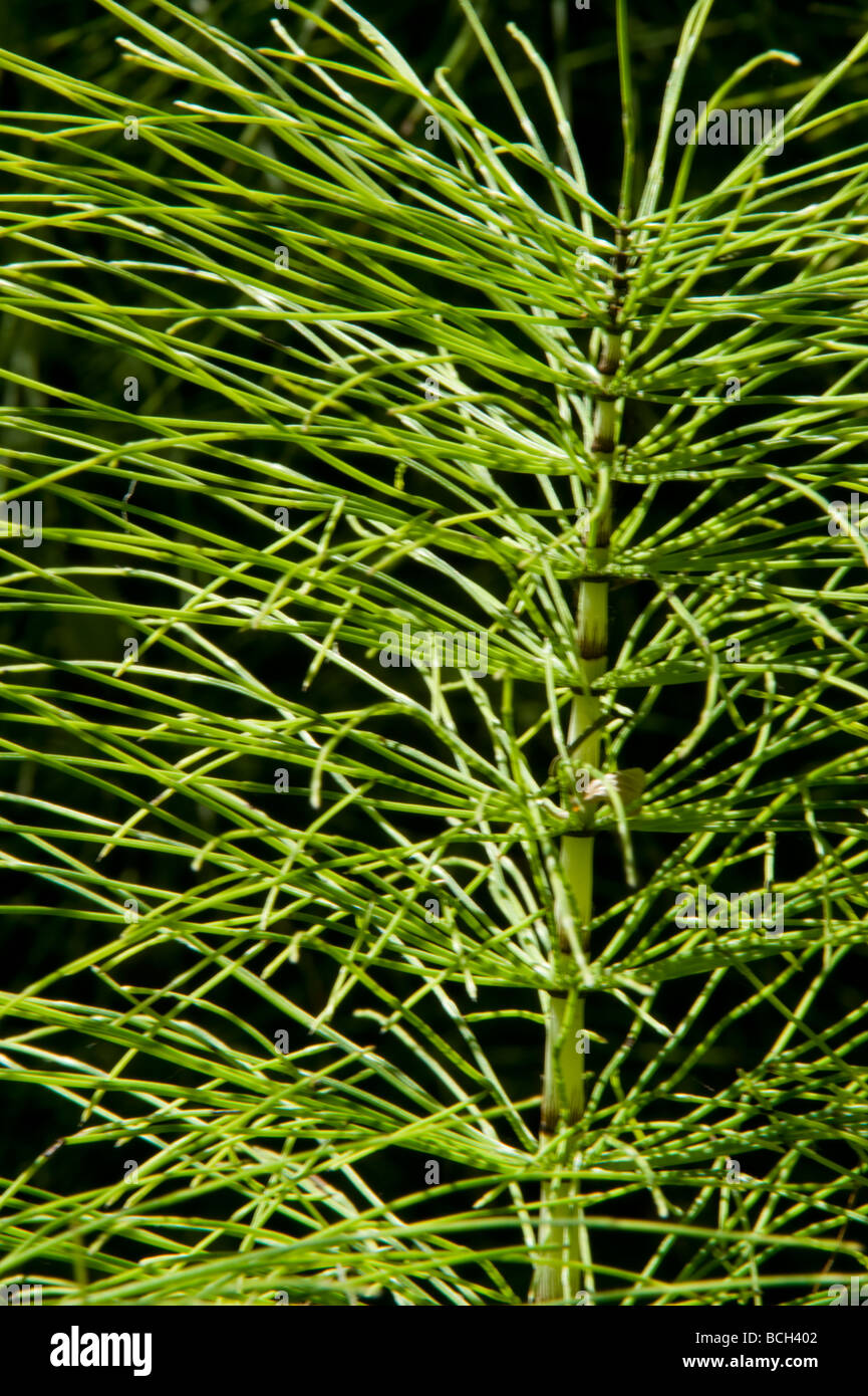 Horsetail equisetum sp hires stock photography and images Alamy