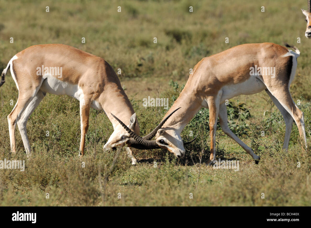 Stock photo of two grant's gazelle bucks sparring, Serengeti National Park, Tanzania, February 2009. Stock Photo