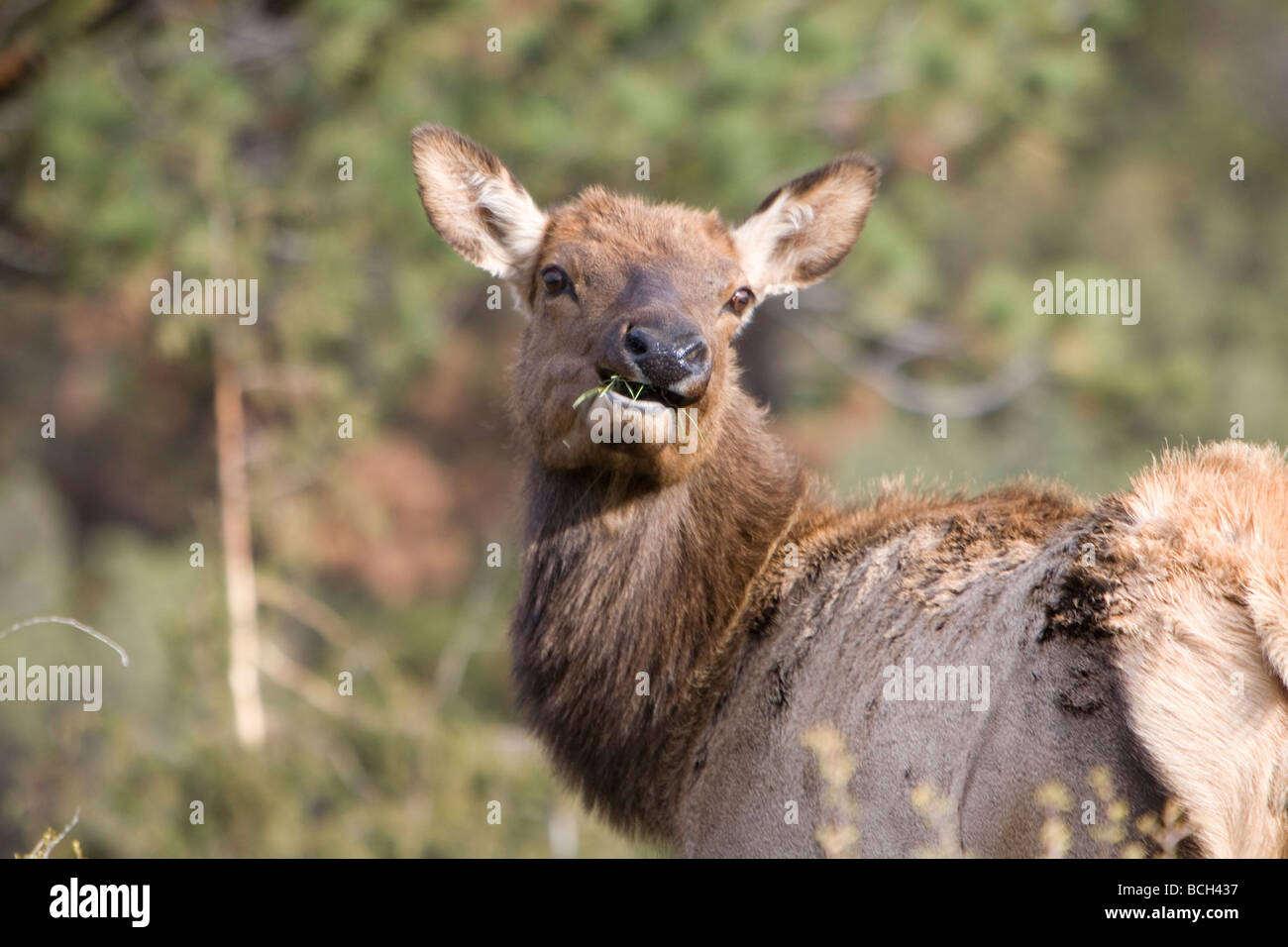 Elk bugling in Estes Park, Colorado in the fall Stock Photo Alamy