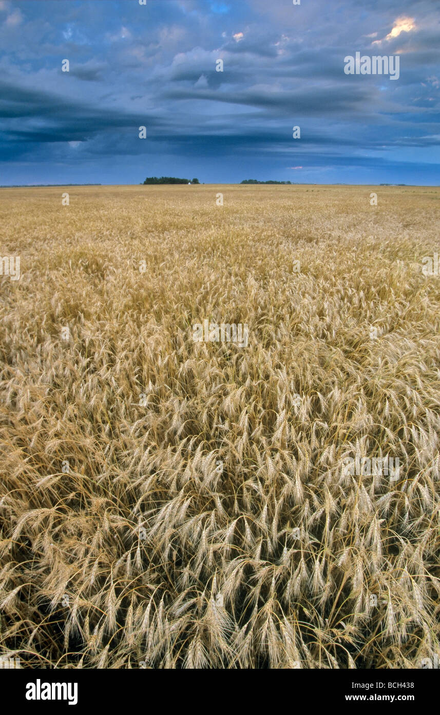 Field of wheat ready for harvest near Casselton North Dakota BEAN ALPix 0076 Stock Photo
