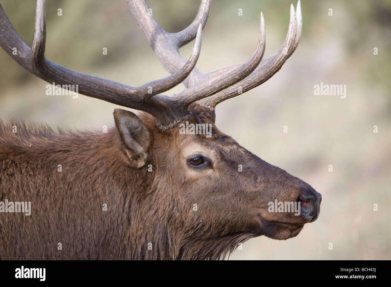 Elk bugling in Estes Park, Colorado in the fall Stock Photo Alamy