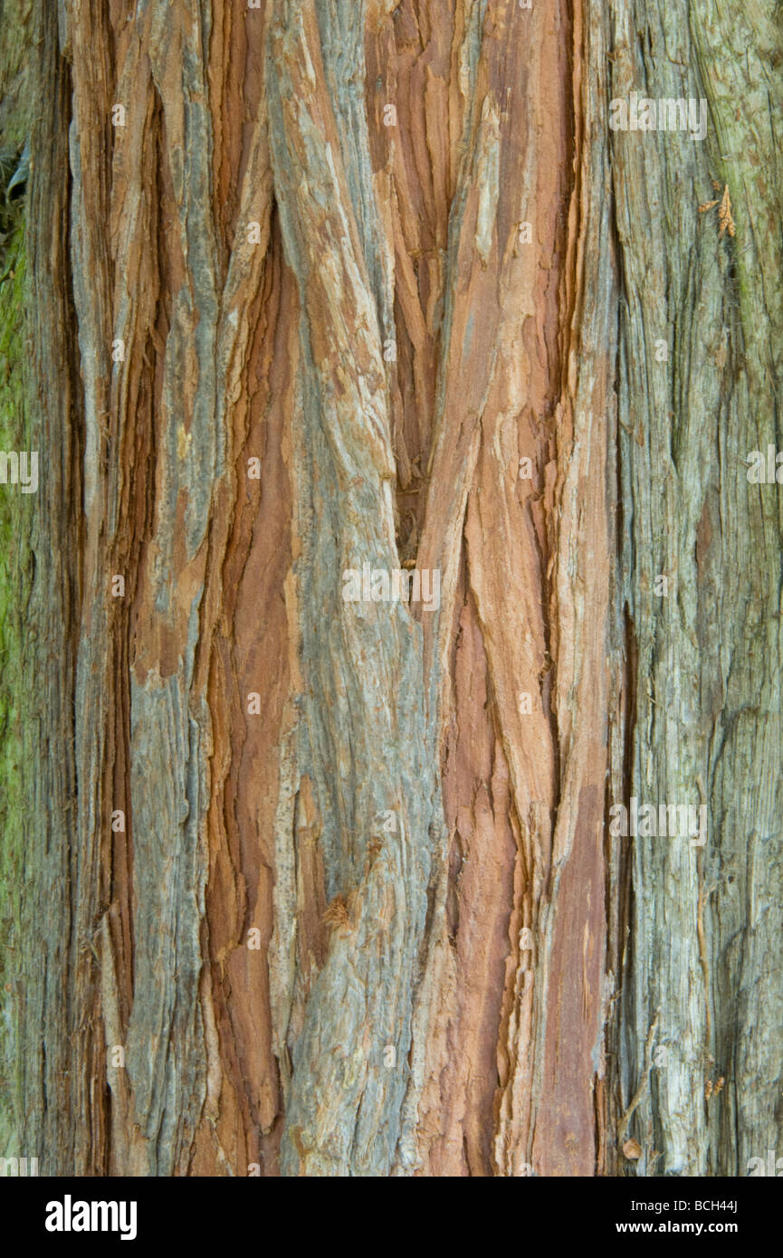 Incense Cedar Calocedrus decurrens bark close up Stock Photo