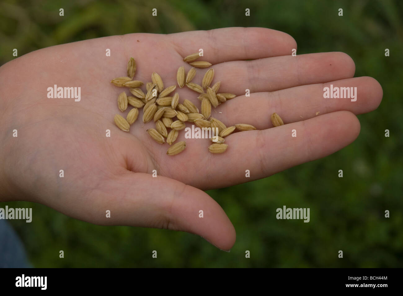 hand showing wheat grains, in autumn in Parco del Ticino, Lombardia, Italy Stock Photo