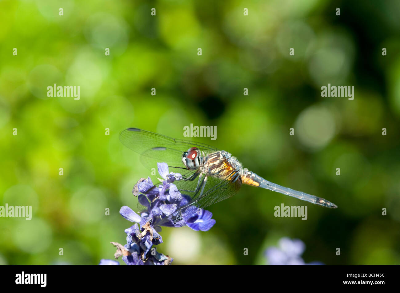 Dragonfly on a Flower Stock Photo