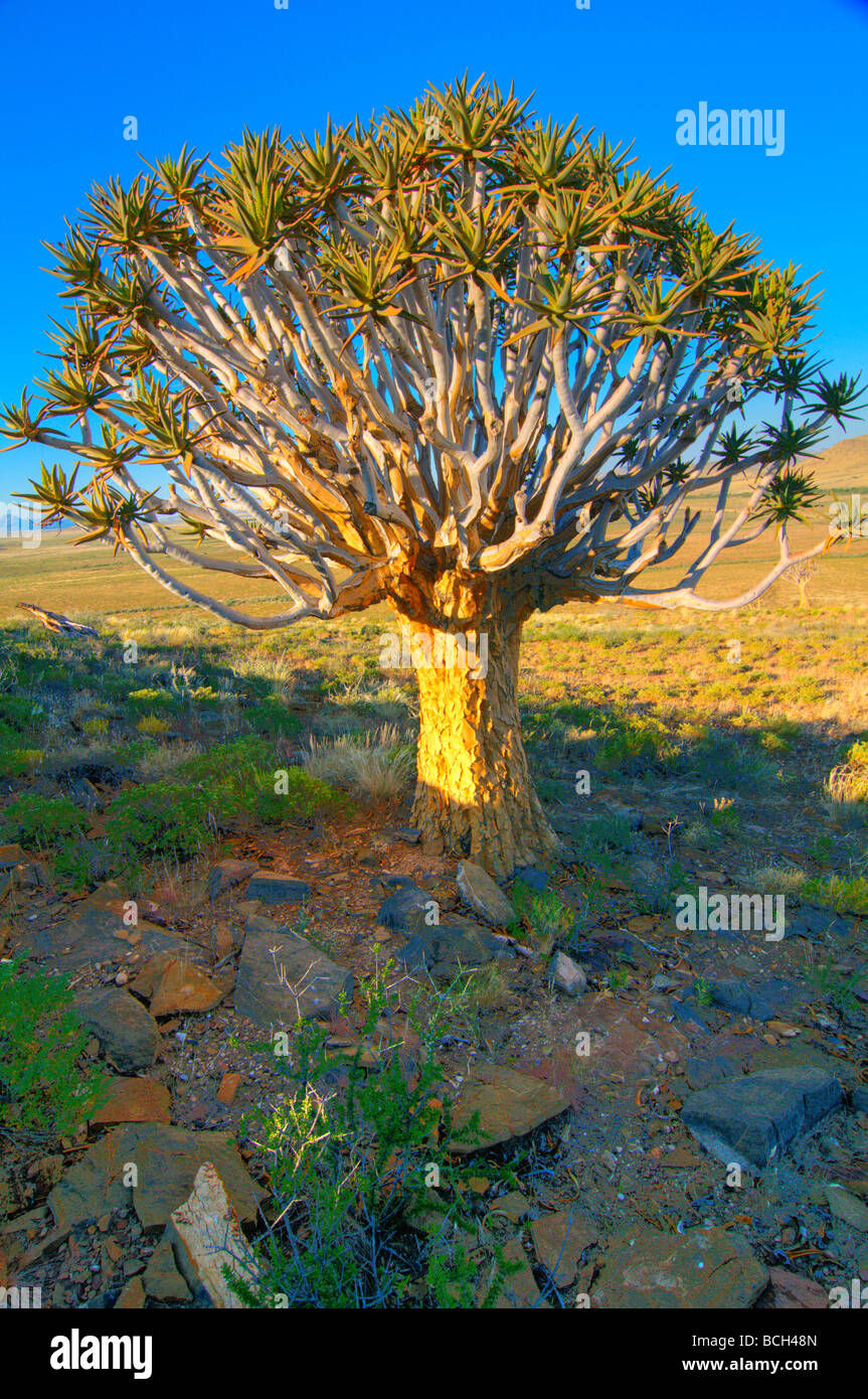quiver tree in the Namib Naukluft Desert in Namibia Stock Photo - Alamy