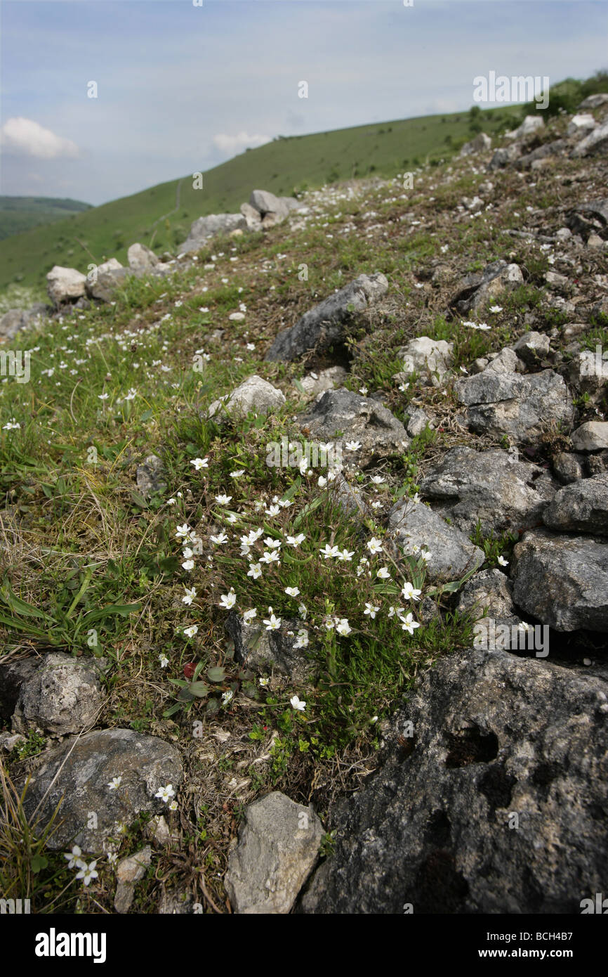 Spring Sandwort Minuarta verna growing on lead mining spoil heap in Miller's Dale Derbyshire Stock Photo