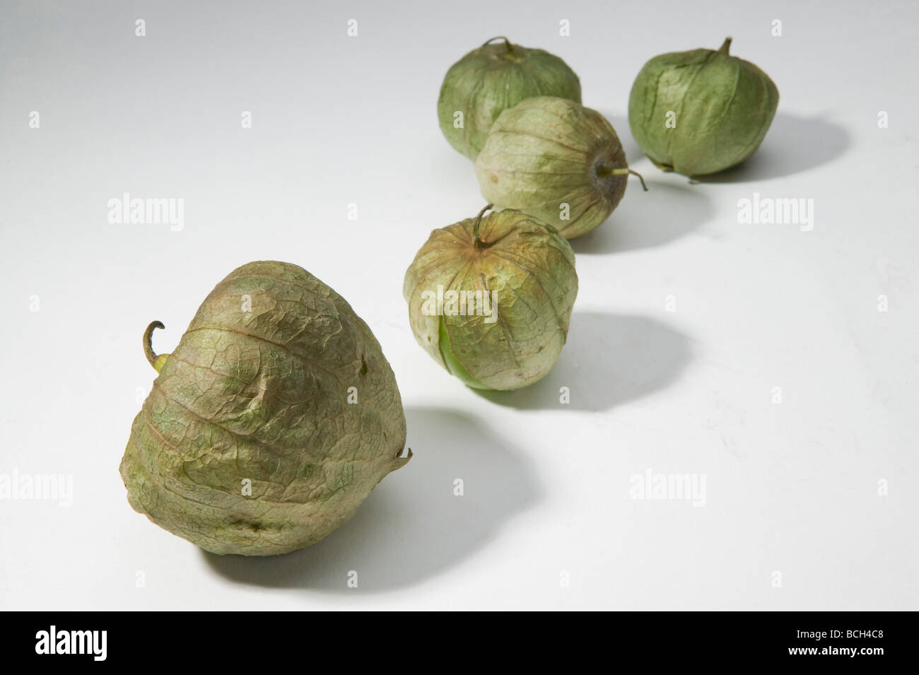 Studio image of tomatillos on white seamless paper Stock Photo