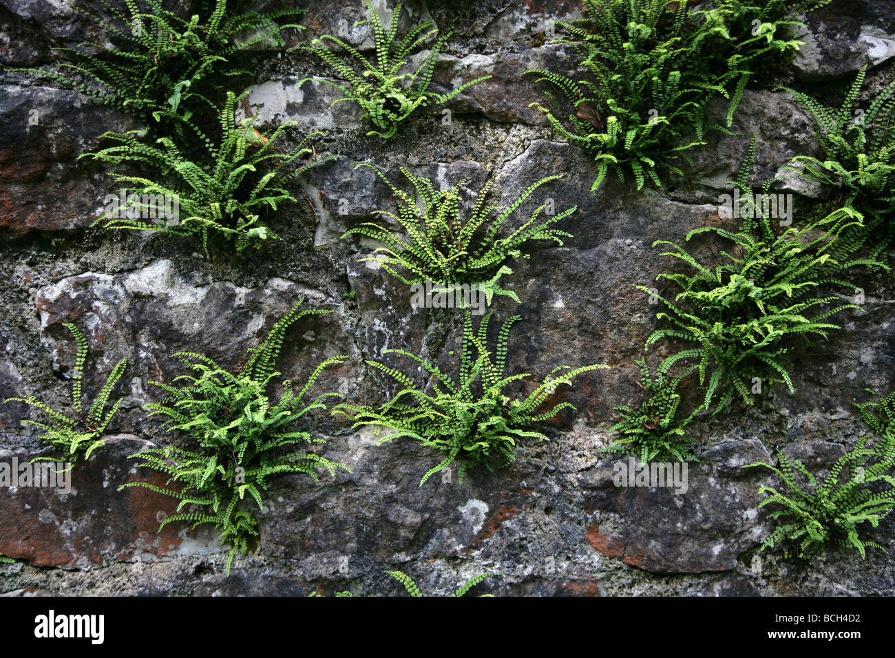 Maidenhair Spleenwort plants Asplenium trichomanes growing on a damp limestone wall in Somerset Stock Photo